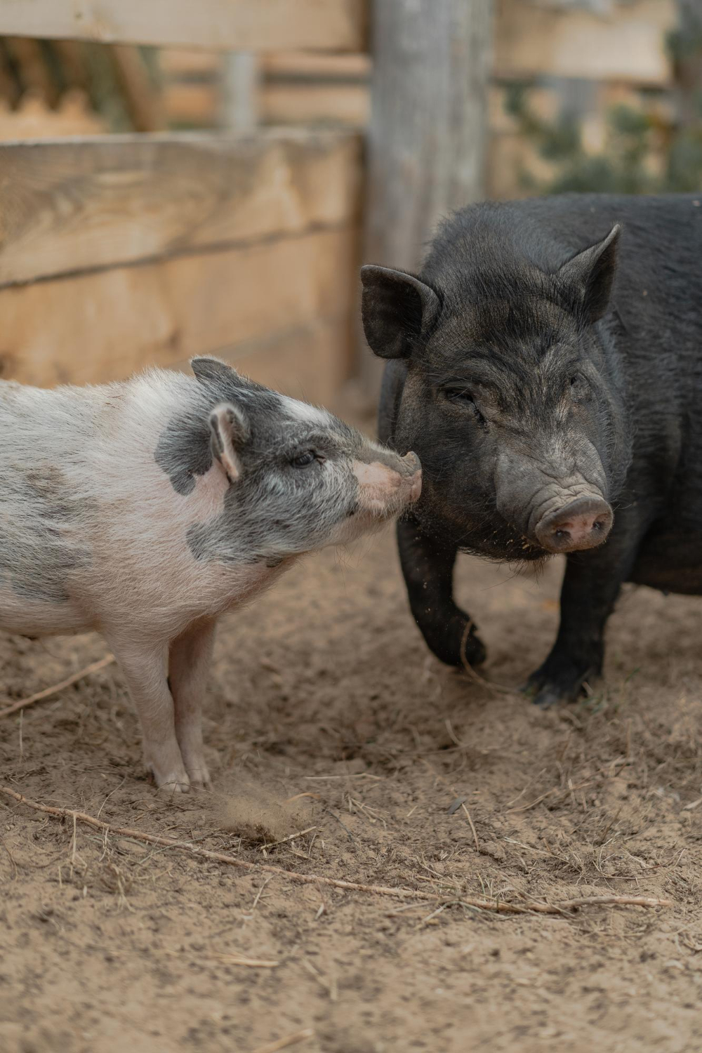 Das erwartet dich, wenn du ein Schwein als Haustier hältst