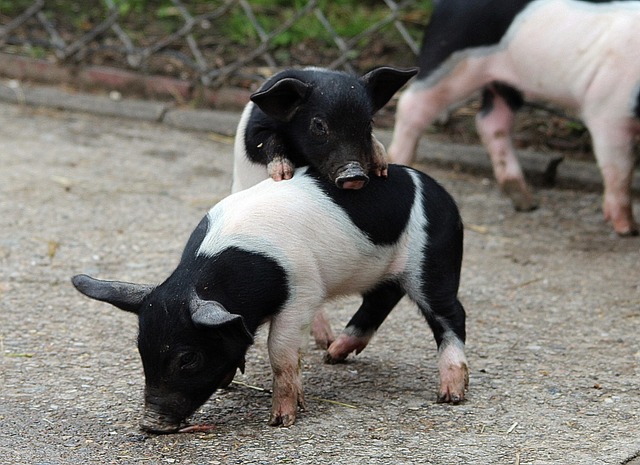 Minischwein kaufen – Das neue Haustier