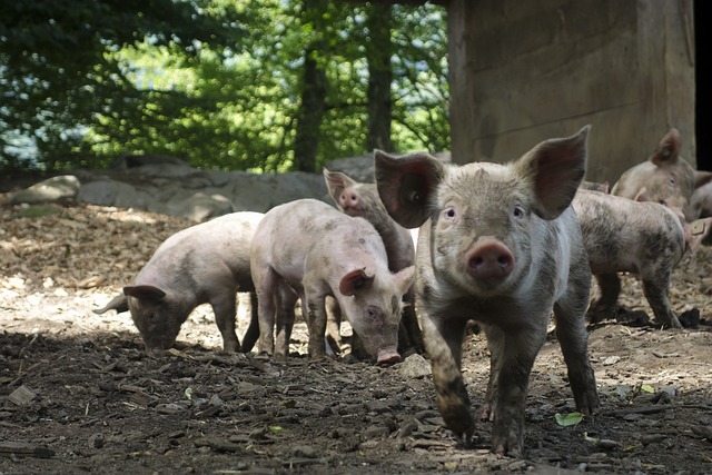 Schwein als Haustier halten