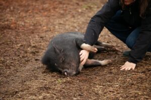 Vietnamesisches Hängebauchschwein-Ein Art des Minischwein