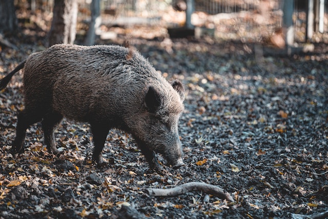 Ein Wildschwein im Wald-Wildschweine sind die Vorfahren des Hausschweines