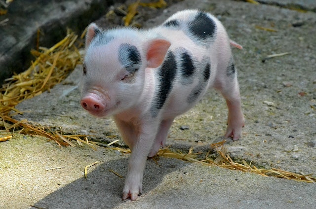 Wie man ein glückliches Minischwein zuhause aufzieht.