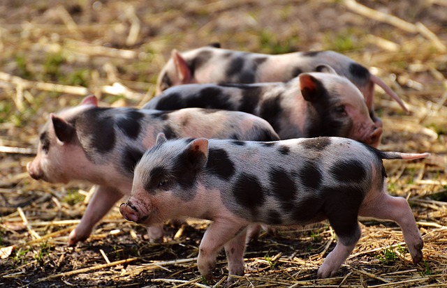 Was Sie über Hausschwein wissen müssen: Preis, Lebensdauer, Rassen