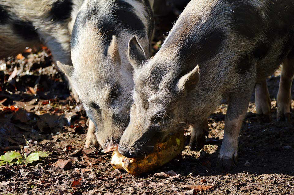 Hängebauchschweine fressen Steckrüben