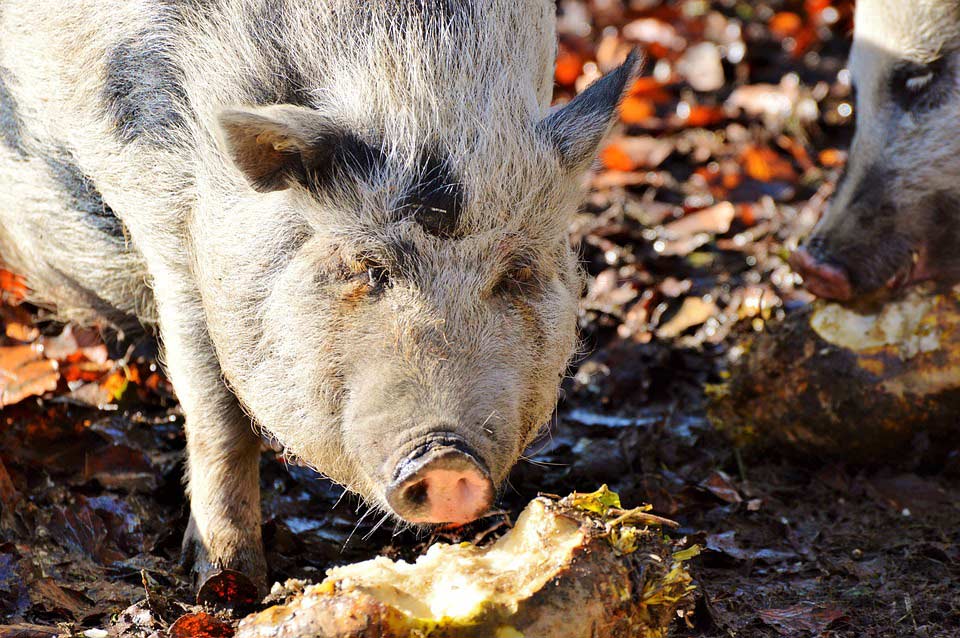 Die Ernährung von Hausschweinen: Was fressen sie?